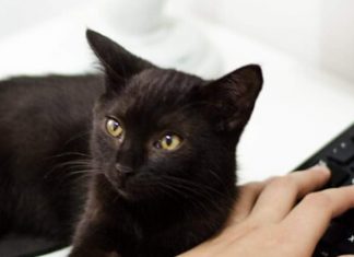 O que é Backup e Para Que Serve? O que é Backup e Para Que Serve? WSpeed Backup em Nuvem