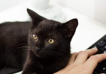 O que é Backup e Para Que Serve? O que é Backup e Para Que Serve? WSpeed Backup em Nuvem